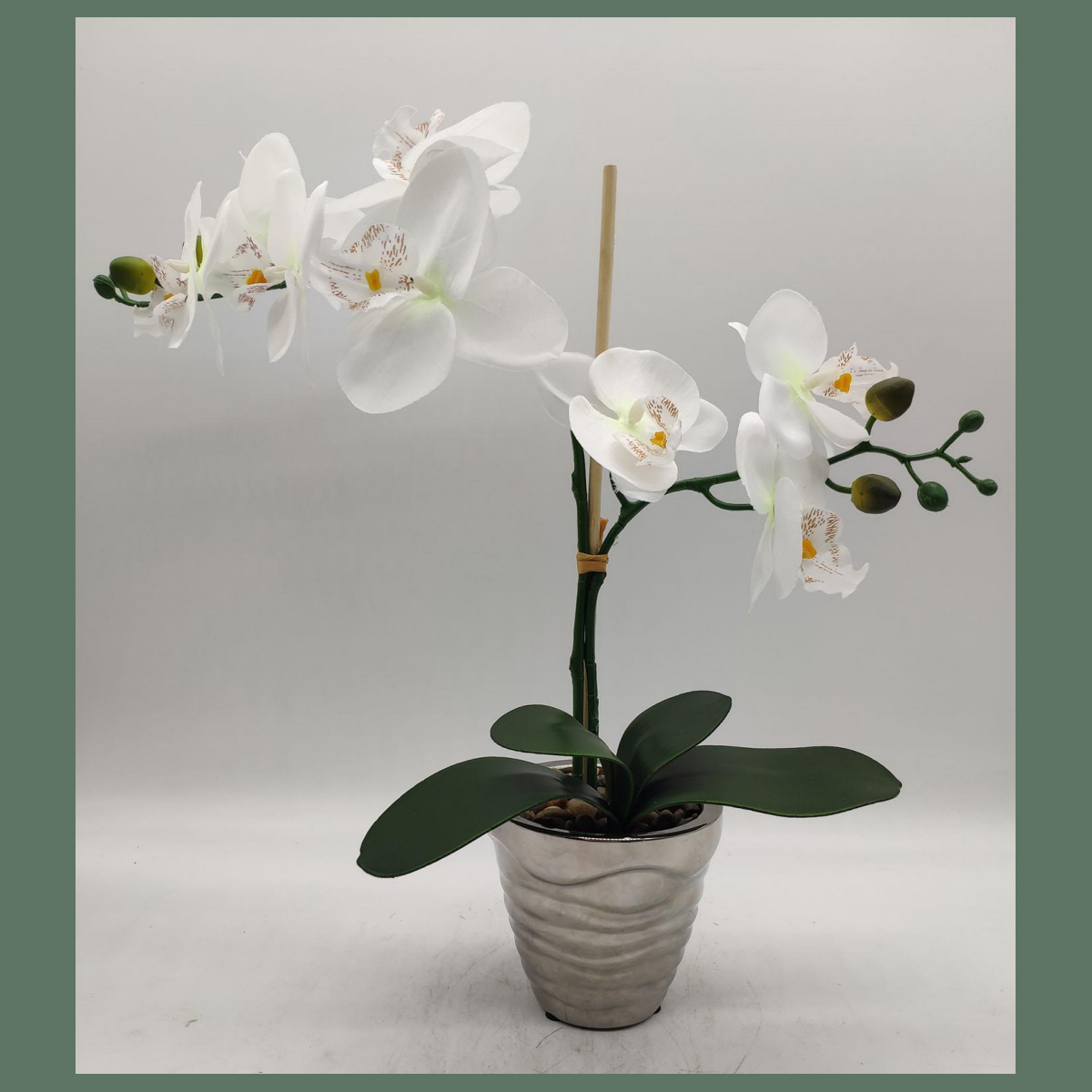 Real Touch-Butterfly Orchid plant